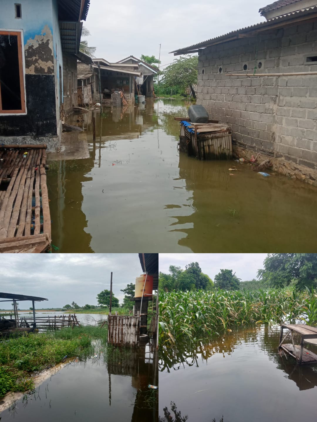 Luapan Bendungan Bedah Embung Lumpuhkan Aktivitas Warga Kaliantan, Ancaman Kerugian Besar, Gagal Panen, dan Putusnya Akses Jalan Mengintai