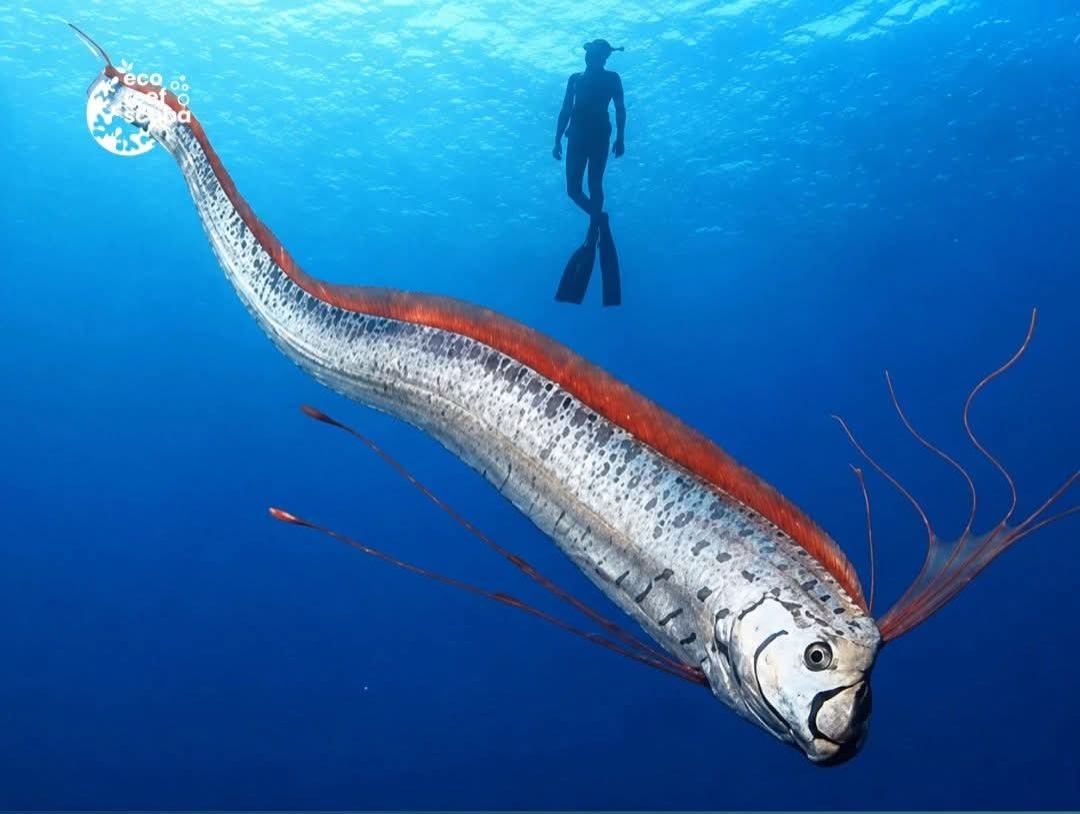 Oarfish Muncul ke Permukaan, Benarkah Pertanda Gempa? Ini Penjelasan Ilmiahnya