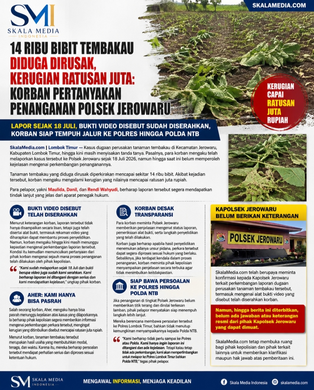 14 Ribu Bibit Tembakau Diduga Dirusak, Kerugian Ratusan Juta: Korban Pertanyakan Penanganan Polsek Jerowaru
